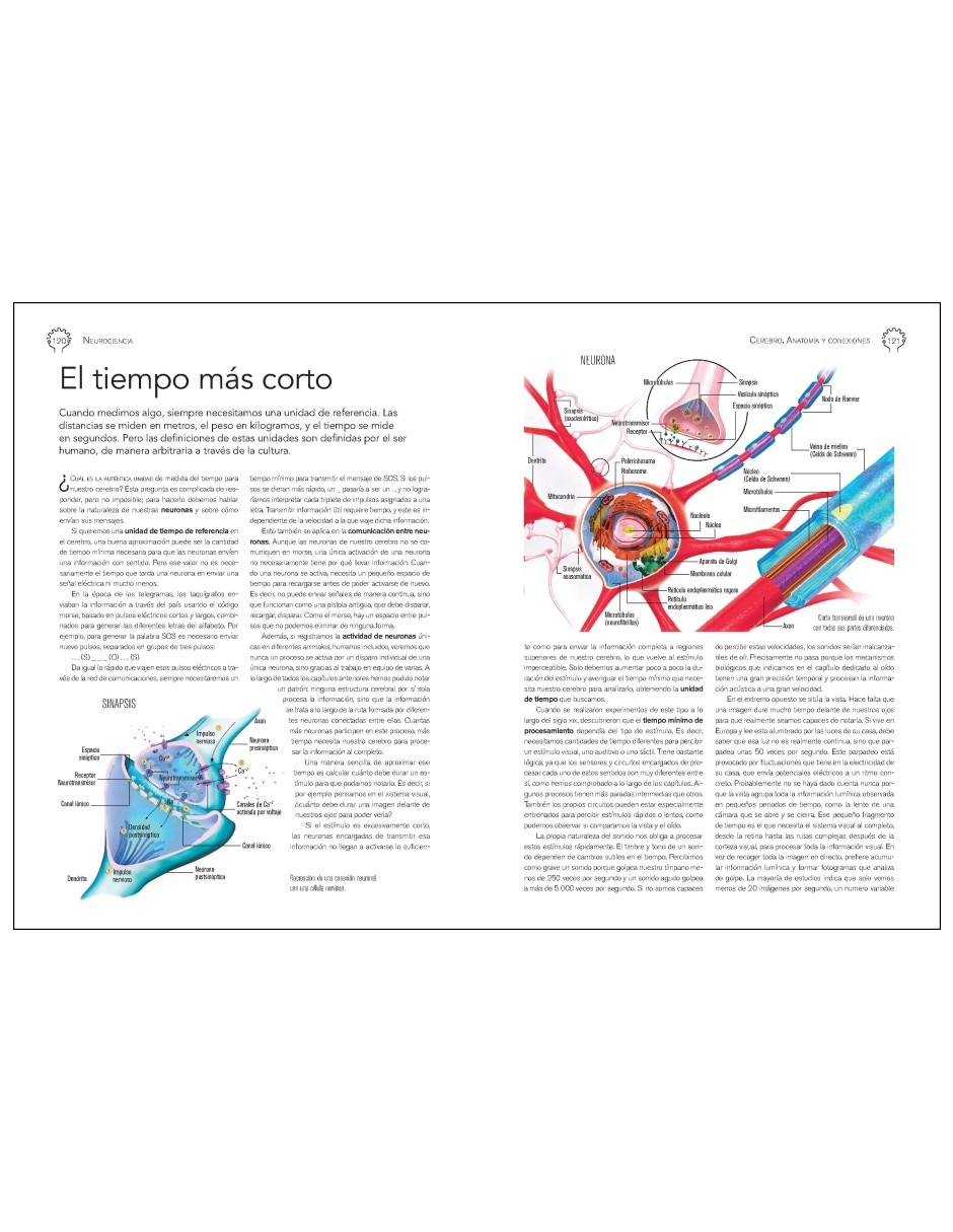Libro Neurociencia Cerebro. Anatomía y Conexiones de Daniel Gómez Domínguez 7