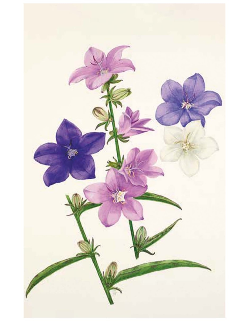Libro 100 Flores - Baraja De 100 Cartas Con Motivos Florales De Royal Horticultural Society 6