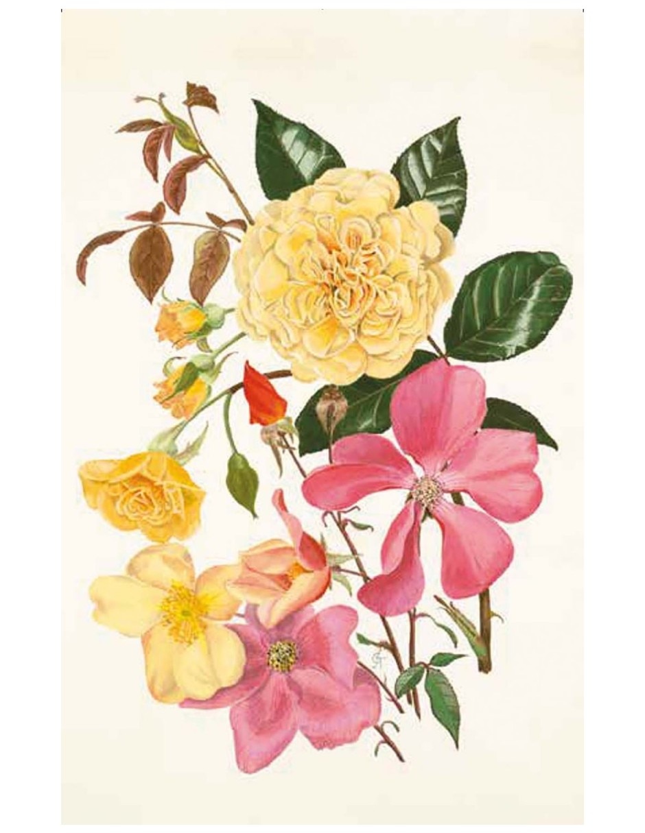 Libro 100 Flores - Baraja De 100 Cartas Con Motivos Florales De Royal Horticultural Society 5