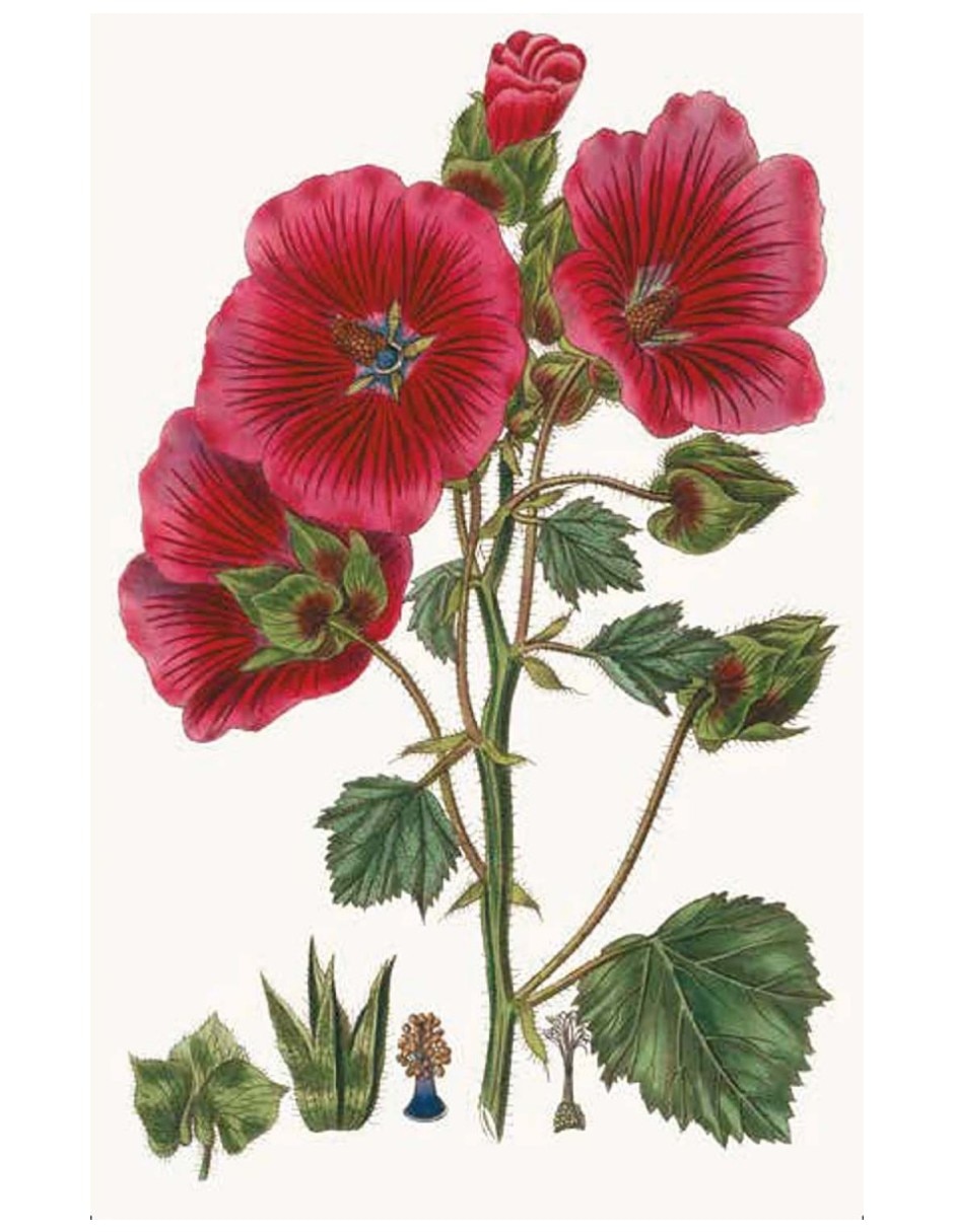 Libro 100 Flores - Baraja De 100 Cartas Con Motivos Florales De Royal Horticultural Society 2