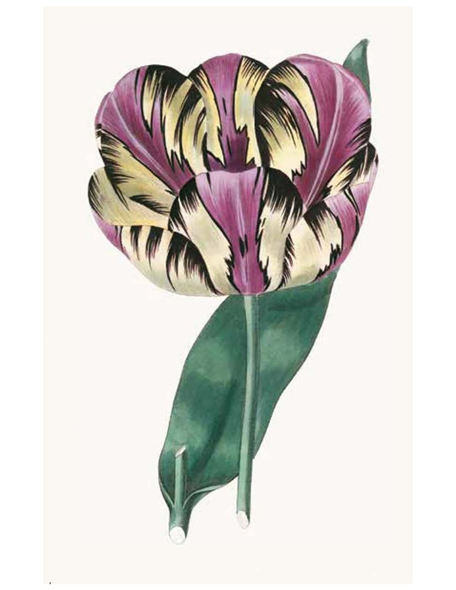 Libro 100 Flores - Baraja De 100 Cartas Con Motivos Florales De Royal Horticultural Society 7