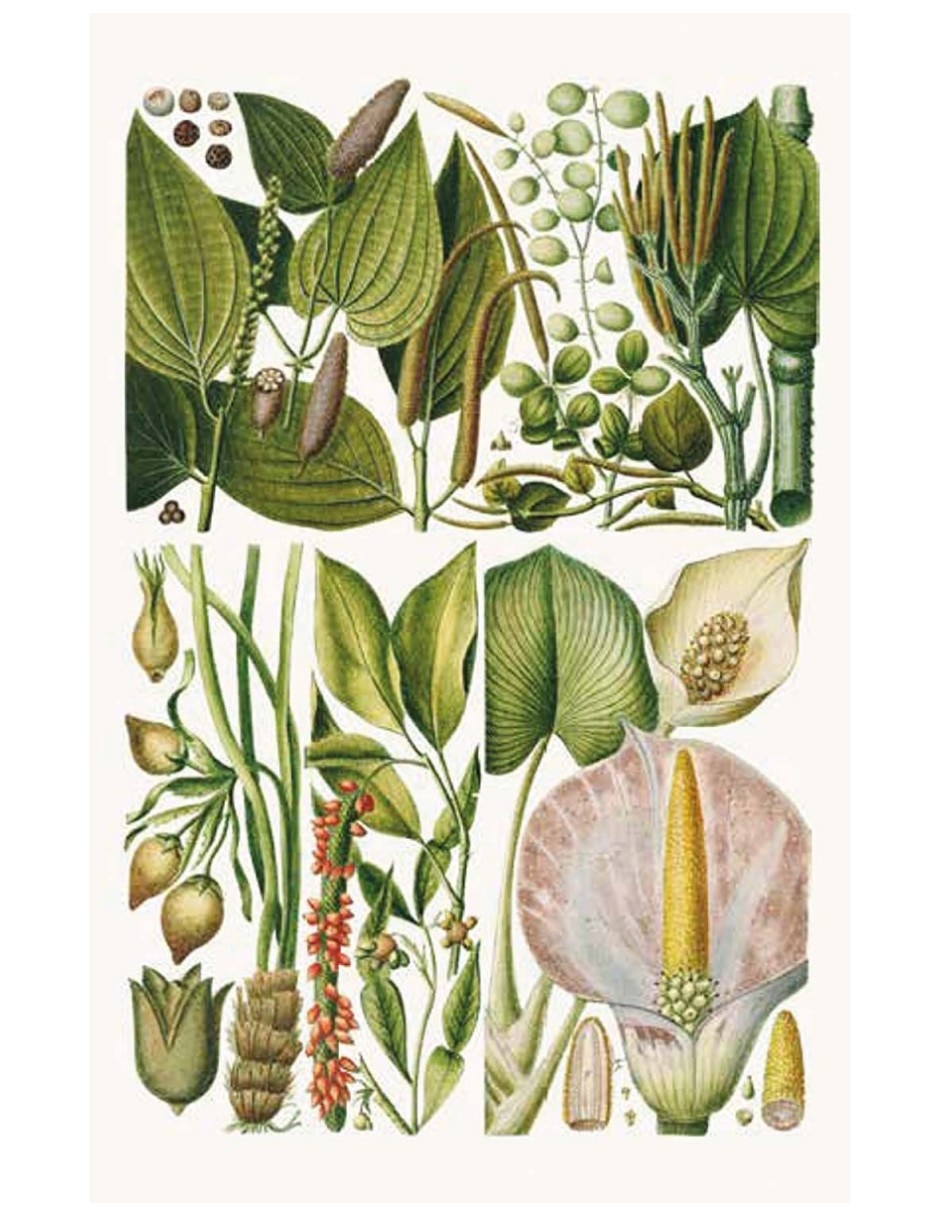 Libro 100 Flores - Baraja De 100 Cartas Con Motivos Florales De Royal Horticultural Society 3