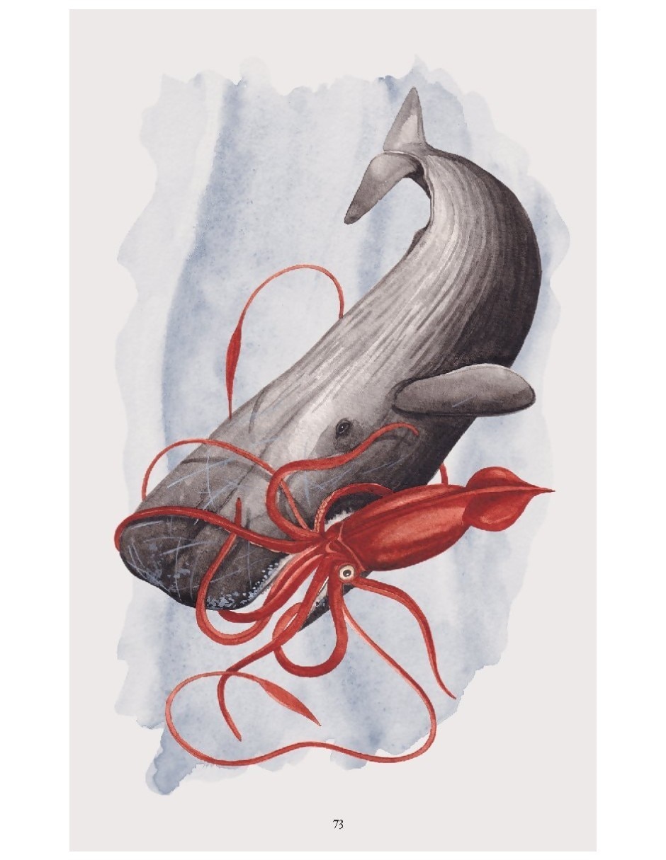 Libro De La Naturaleza. Cetáceos. Ballenas Delfines Y Marsopas De Robert Young Y Annalisa Berta 5