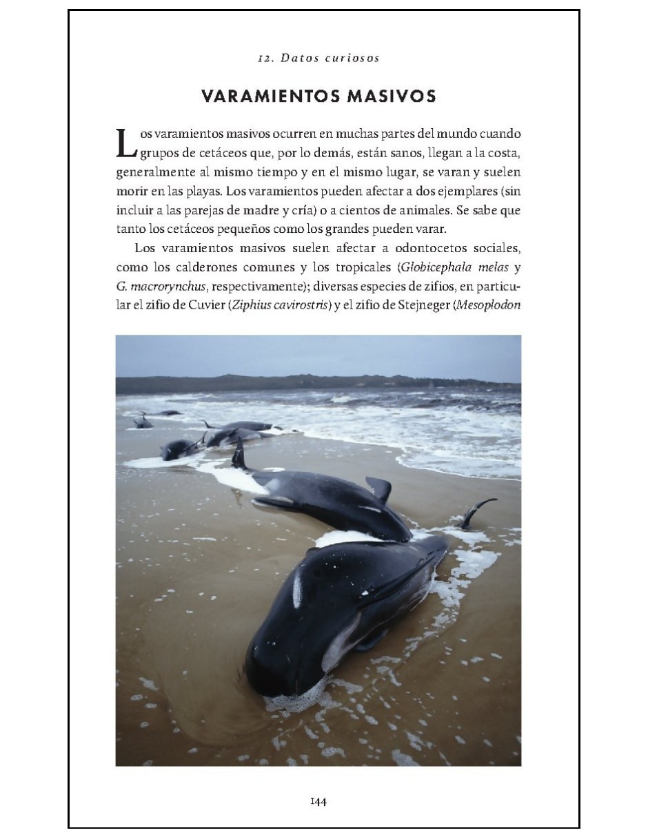 Libro De La Naturaleza. Cetáceos. Ballenas Delfines Y Marsopas De Robert Young Y Annalisa Berta 8