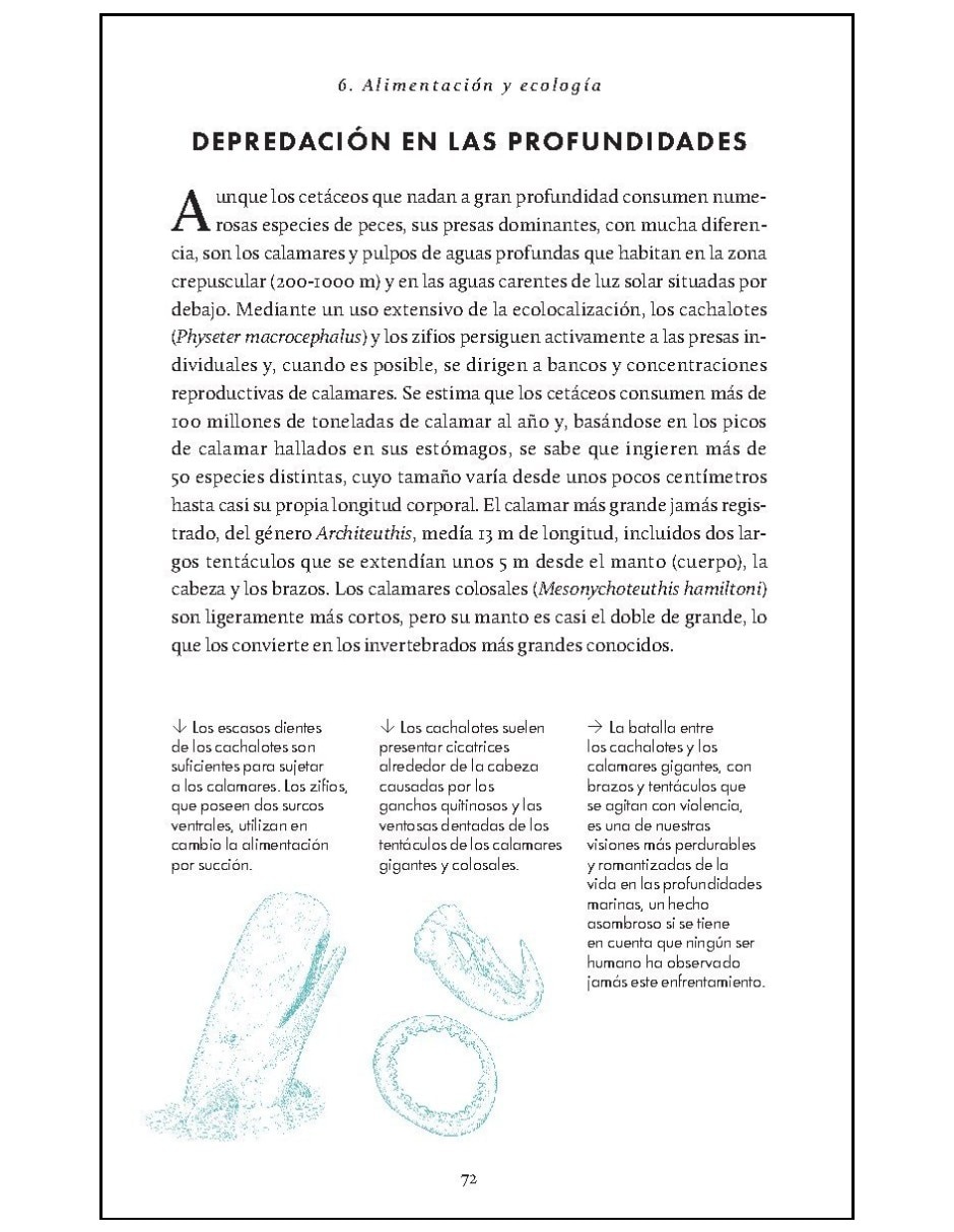 Libro De La Naturaleza. Cetáceos. Ballenas Delfines Y Marsopas De Robert Young Y Annalisa Berta 3