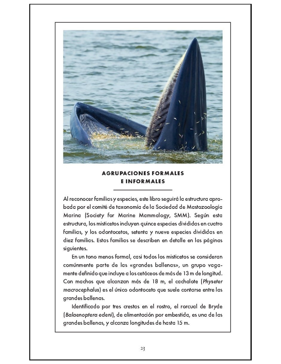 Libro De La Naturaleza. Cetáceos. Ballenas Delfines Y Marsopas De Robert Young Y Annalisa Berta 6