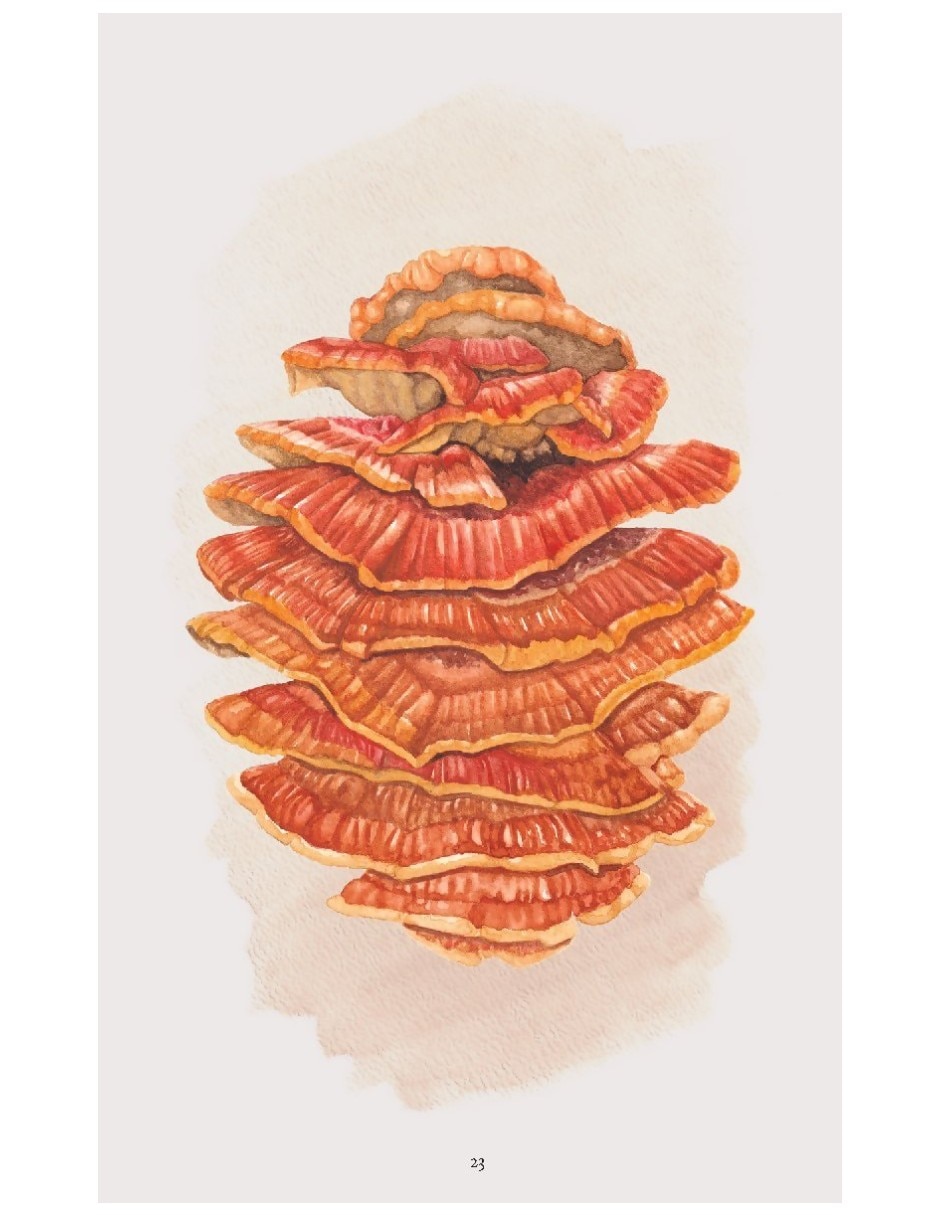 Libro De La Naturaleza. Hongos De Britt A. Bunyard 10