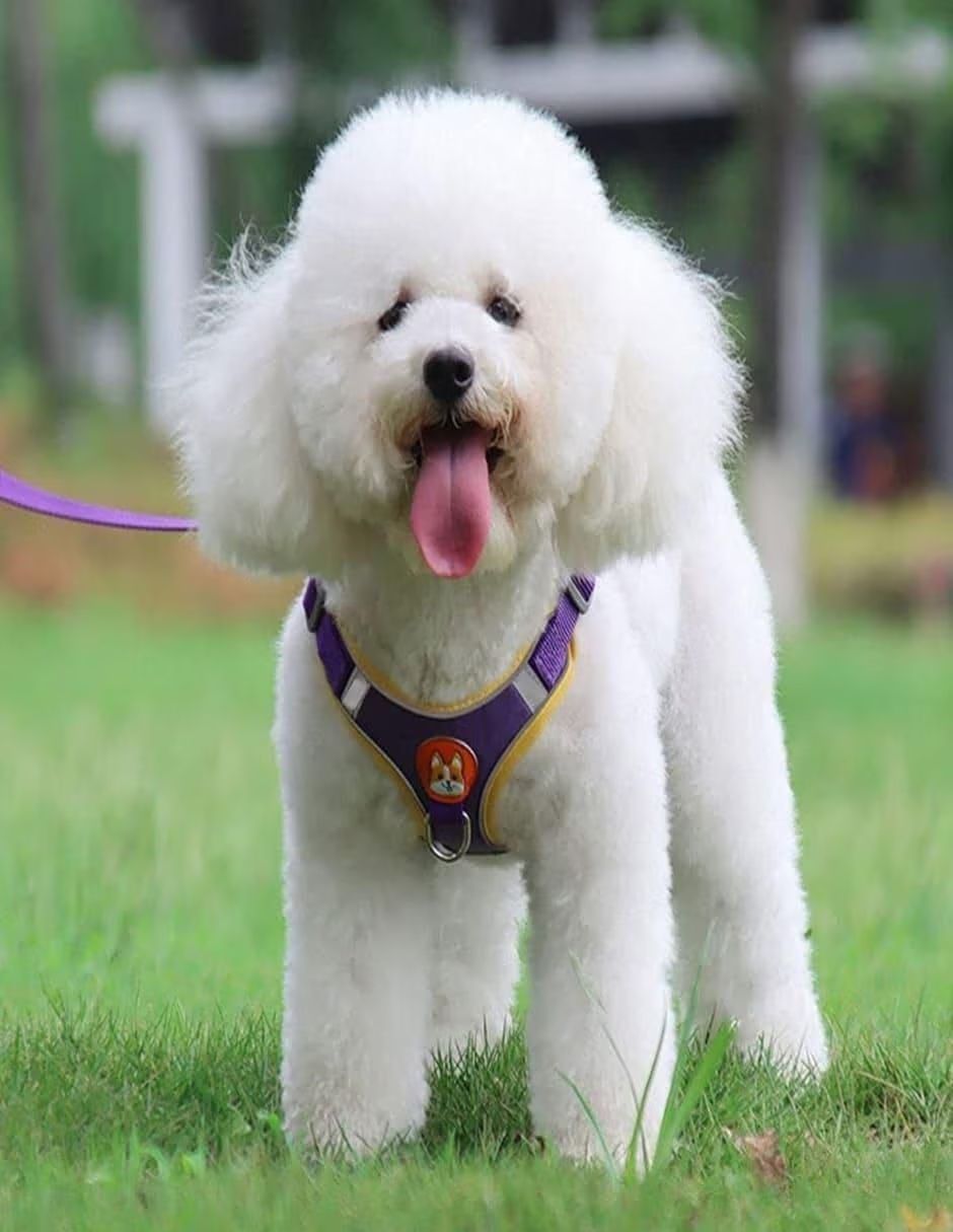 Pechera para perro